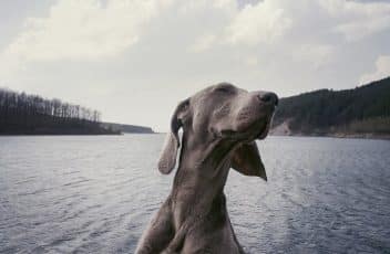 Dog-on-a-lake