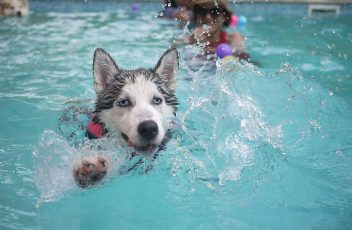 dog-in-swimming-pool