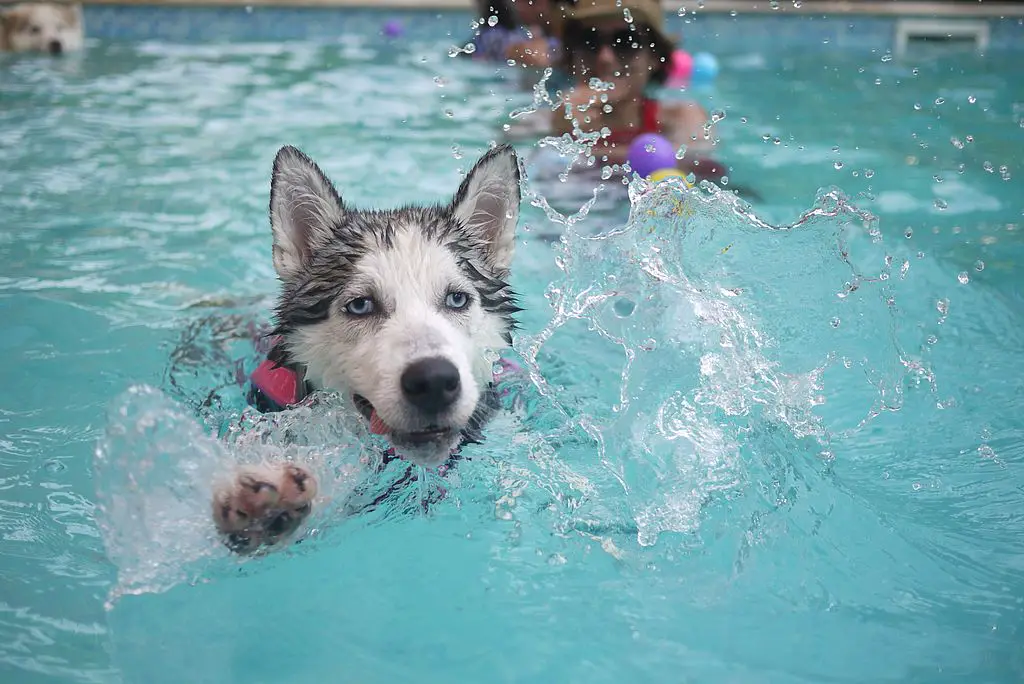 can dogs swim in public pools