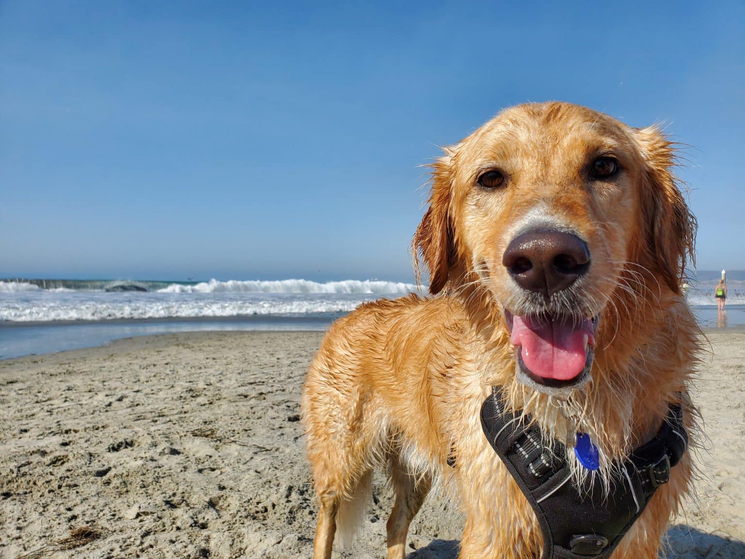 The Ultimate Guide to Dog Beach Etiquette - Dog Beaches Near Me