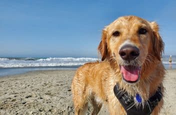 dog-at-beach