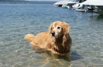 dog-swimming-at-beach
