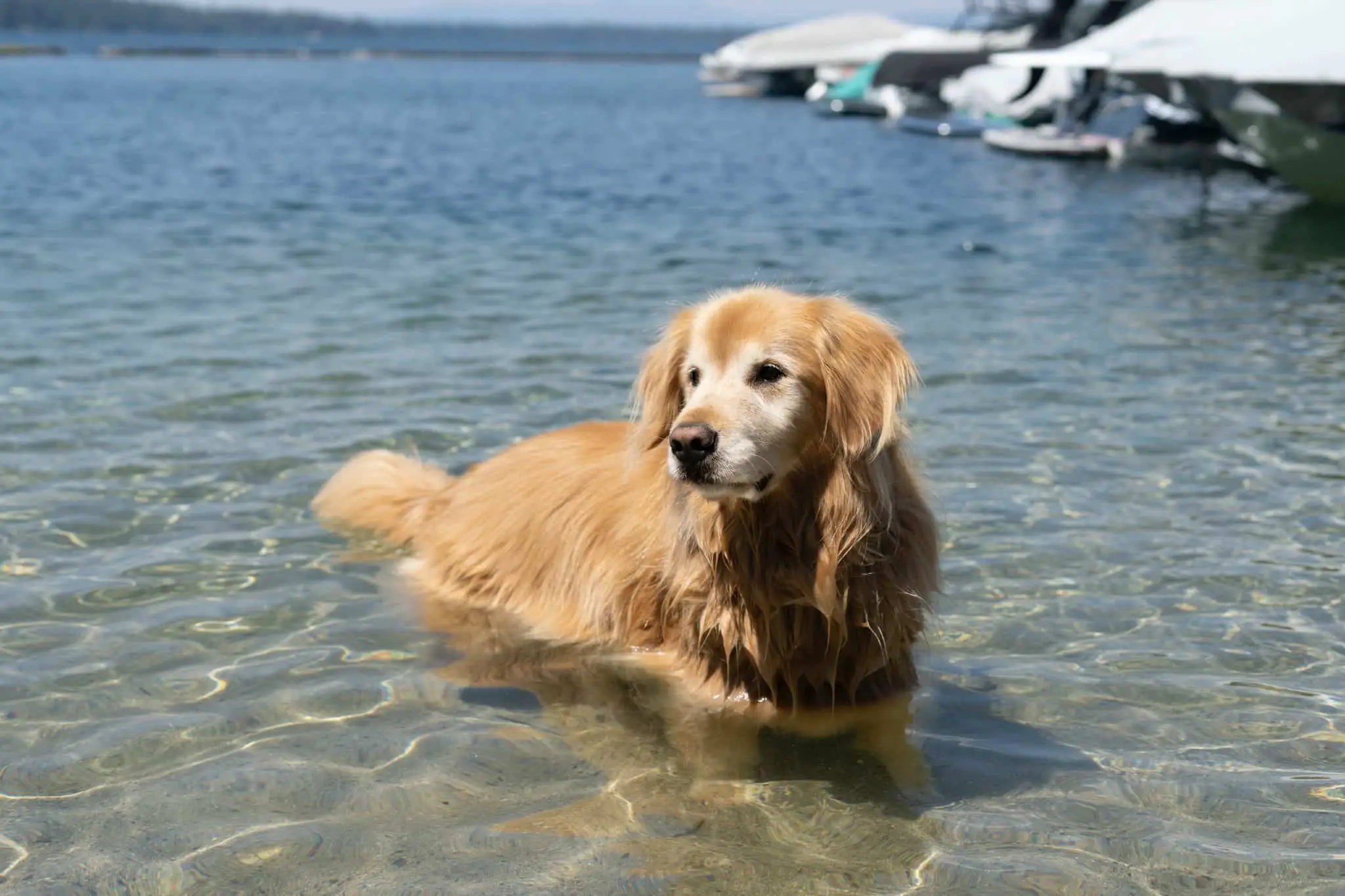Dog swimming at beach